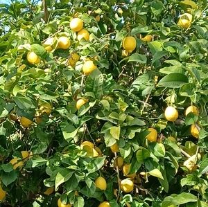 Posh Ambassador I 🌼